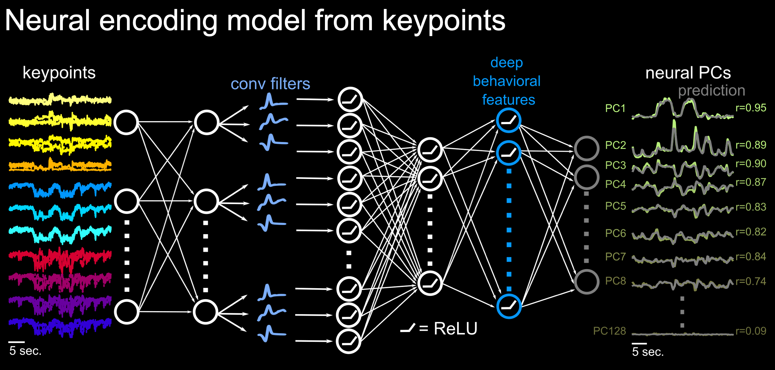 neural model