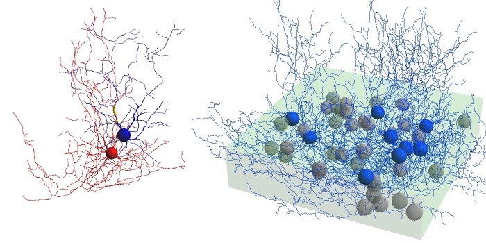 2cells