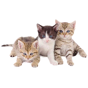 save_kittens icon