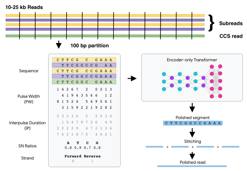 DeepConsensus overview diagram