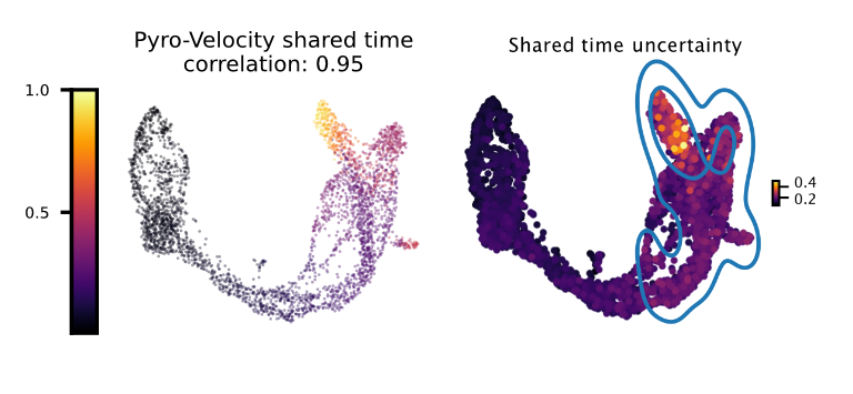 Pancreas vector field uncertainty